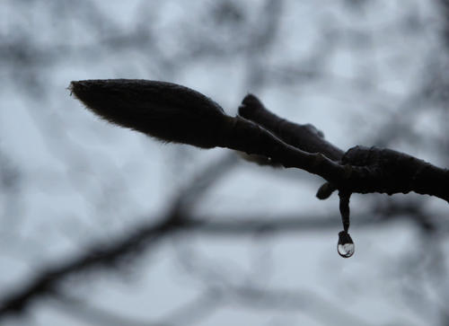 谷雨不下雨_1200字