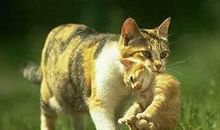 [原创达人] 鱼缸里的猫_1500字