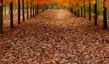 秋天的枫叶_800字