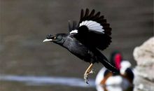 给八哥的信_400字