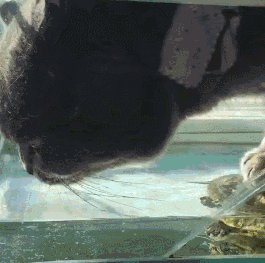 鱼缸里的猫_1500字