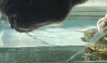 鱼缸里的猫_1500字