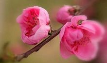 [PK赛]关于这也是一种美丽的作文：这，也是一种美丽_800字