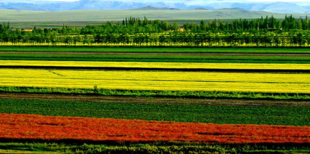 美丽的Field_600个单词