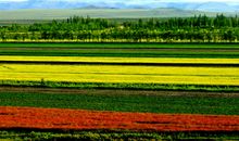 美丽的田野_600字