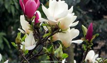 玉兰——永恒的美_800字