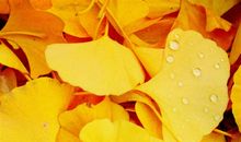 一片飘零的落叶_600字