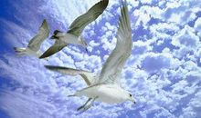 《海鸥乔纳森》读后感_1200字