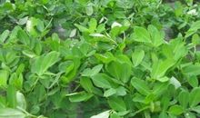 家乡的落花生_1000字