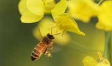 油菜花上的蜜蜂_1200字