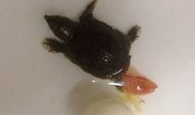 小甲鱼观测日记_1000字