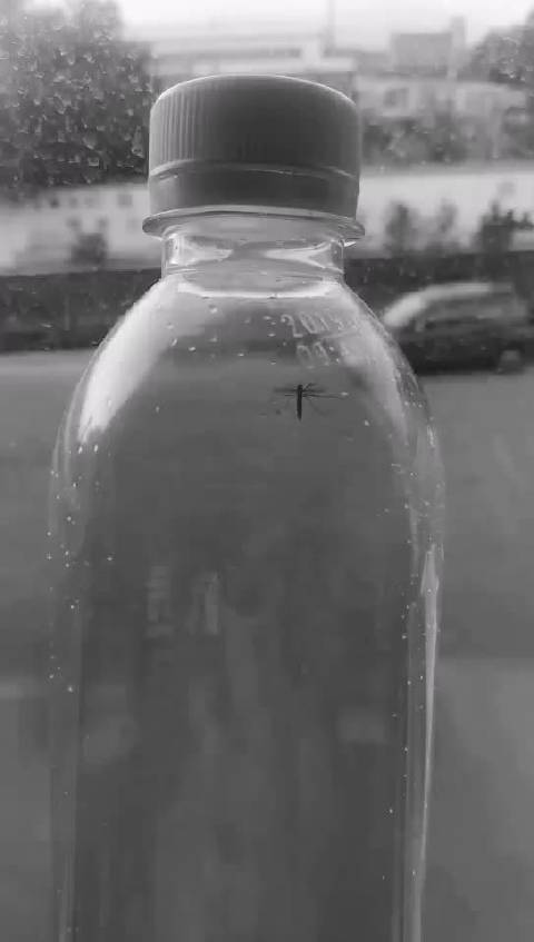 茅盾青年文理学院优秀作品：牵牛花•我•青年