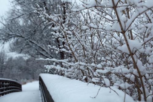 我爱那个冬天的雪_600字