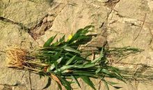 名人爱国故事：鸡鸣而起，夜分不寐，焦劳成疾_500字