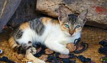 坟包上那只晒太阳的猫_500字