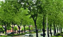 行道树，我想对你说_350字