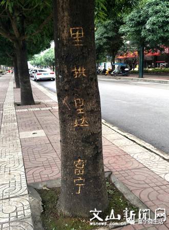 街树_1200字