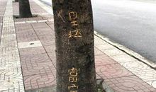 行道树 _1200字