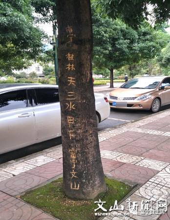 街上的树350字