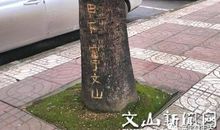 行道树_350字