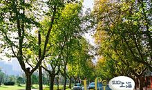 行道树的故事_650字