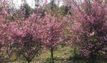 读书感言《行道树》_650字