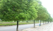 我们的名字是行道树_650字