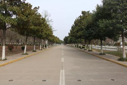 排成一排路树_300字