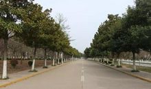 做一排行道树_300字