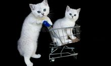 读《为什么是两只猫》有感_900字