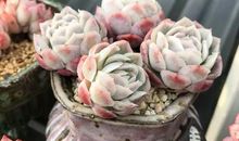 却道是寻常_750字