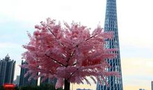 璀璨的明珠，小蛮腰_350字