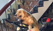 爸爸喝醉之后_750字