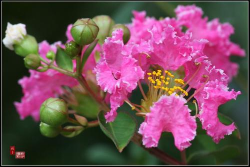 经典，紫色花朵bloom_1000字