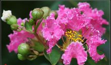 经、紫嶶花开_1000字