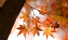 树之声―一颗小树的自述_400字