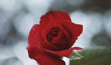 花儿努力地开放_350字