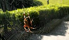 回家的感觉真好_750字