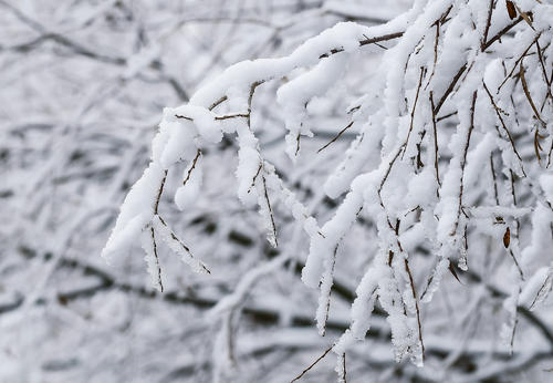 雪已经成为幸福的源泉_900字