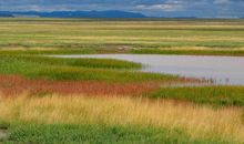 什么是草原和草地生态系统