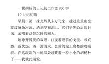 初一日记作文：长了脚的衣服_800字