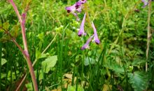 植物园寻春之旅_900字