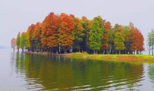 门前的杉树林_450字