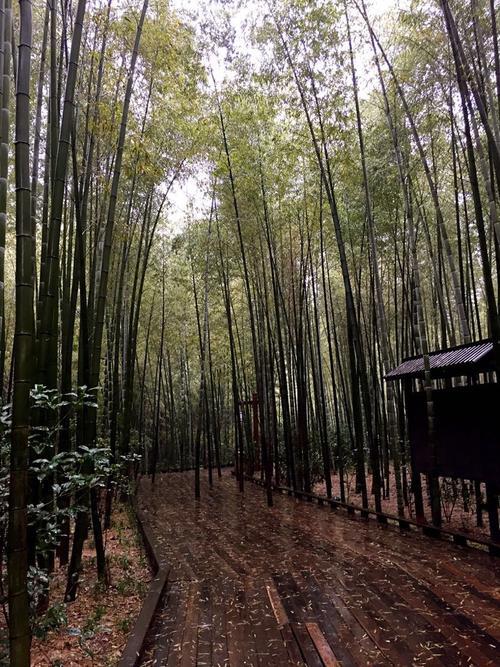 游南山竹海_650字