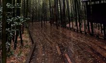 游南山竹海_650字