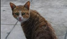 【候翔原创】回眸2008奥运_300字