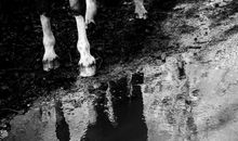 马，人类无言的朋友（2）_650字