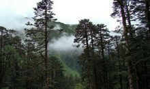 森林里的四季_600字