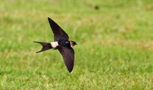 春天里的精灵_450字