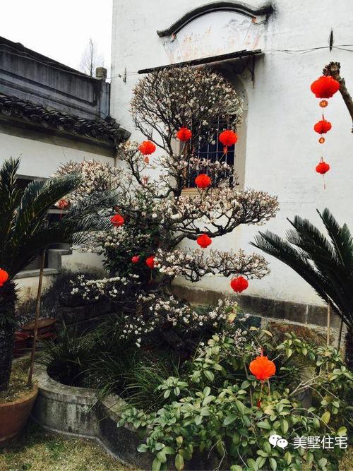 奶奶的院子_500字